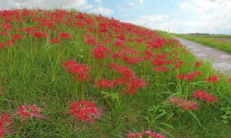 【scenery of japan】A walk along the river lined with blooming red spider lilies【Higanbana】 【scenery of japan】A walk along the river lined with blooming red spider lilies【Higanbana】