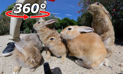 VR 360° | The rabbits gathered together, ate together, and then went home. VR 360° | The rabbits gathered together, ate together, and then went home.