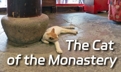 The cat of the monastery The cat of the monastery