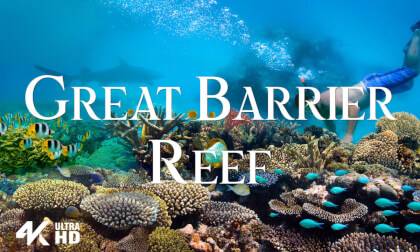 Great Barrier Reef in 4K VR – Vibrant Marine Life and Natural Wonders | Coral Reefs, Ocean Depths & Tropical Beauty Great Barrier Reef in 4K VR – Vibrant Marine Life and Natural Wonders | Coral Reefs, Ocean Depths & Tropical Beauty