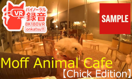 【SAMPLE】🌟【Moff Animal Cafe — Chick Edition (8K VR180 & Binaural Audio)】