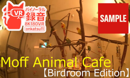 【SAMPLE】🌟【Moff animal cafe — Birdroom: 360° Surrounded by Birds (8K VR180 & Binaural Audio)】🌟