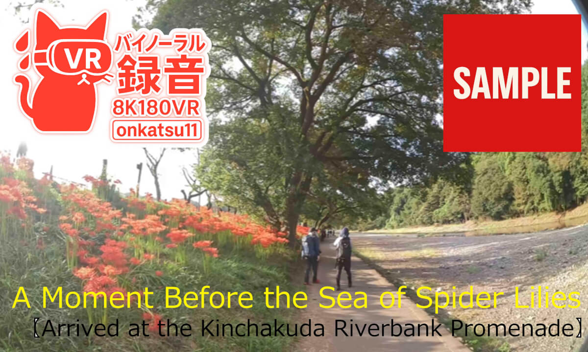 【SAMPL】🌾【Arrived at the Kinchakuda Riverbank Promenade—A Moment Before the Sea of Spider Lilies】