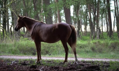 Wild Horses Wild Horses