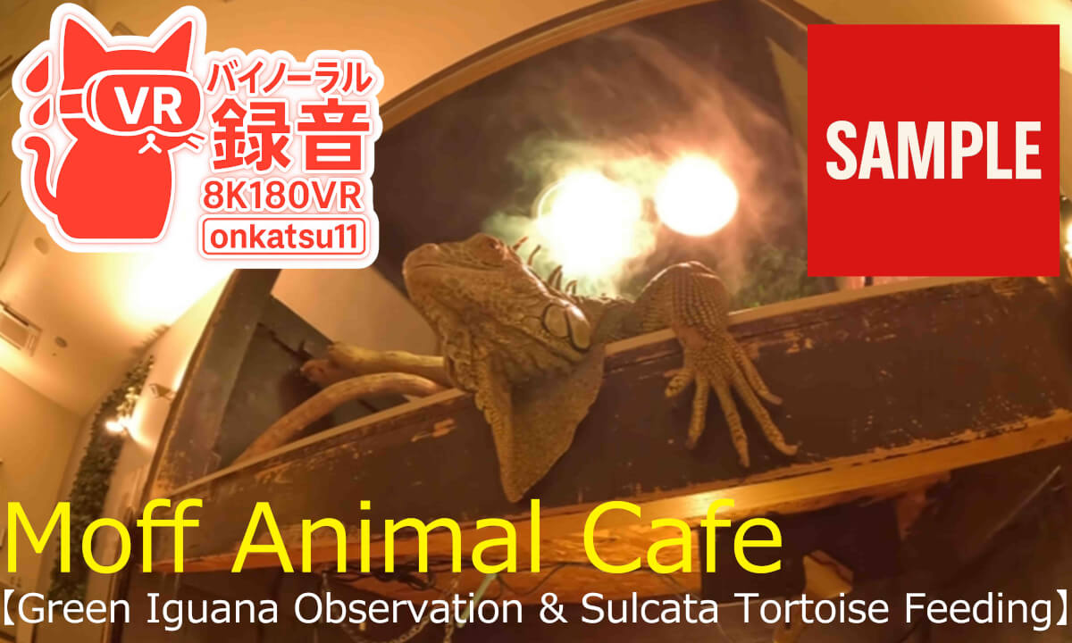 【SAMPL】🌿【Moff animal cafe — Green Iguana Observation & Sulcata Tortoise Feeding (8K VR180)】🌞