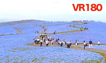 [VR180]  5.3 million nemophila /  Hitachi Seaside Park
