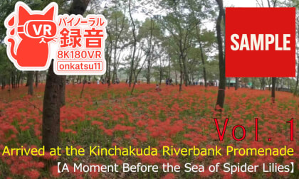 【SAMPL】🌺 [A Stroll from Koma Station to Kinchakuda — The Path to the Spider Lily Fields] Chapter One‼