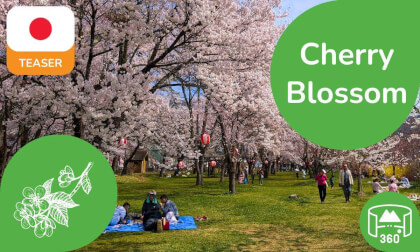 Japanese Cherry Blossom | 360 8K3D Teaser | Learn Japanese in VR | DYNAMIC LANGUAGES VR Video Japanese Cherry Blossom | 360 8K3D Teaser | Learn Japanese in VR | DYNAMIC LANGUAGES VR