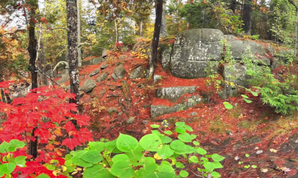 Colorful Underbrush in Buttermilk Falls, Blue Mtn, NY 8K 180VR Colorful Underbrush in Buttermilk Falls, Blue Mtn, NY 8K 180VR