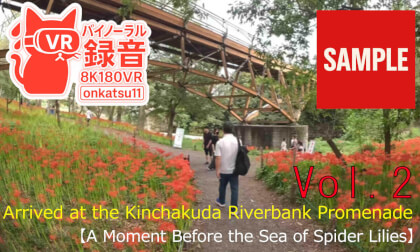 【SAMPL】🌺 [A Stroll from Koma Station to Kinchakuda — The Path to the Spider Lily Fields] Chapter Two‼