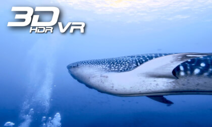 The only Whale shark of the Wolf Island The only Whale shark of the Wolf Island