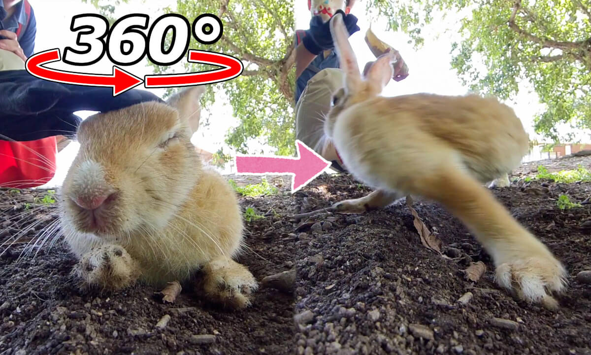 VR 360° | Rabbit falls asleep when petted → wakes up instantly at the sound of food!
