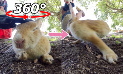 VR 360° | Rabbit falls asleep when petted → wakes up instantly at the sound of food! VR 360° | Rabbit falls asleep when petted → wakes up instantly at the sound of food!