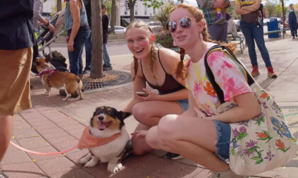 Hundreds of Corgi dogs wearing costumes march in a parade - Blackmagic URSA Cine Immersive VR Video Hundreds of Corgi dogs wearing costumes march in a parade - Blackmagic URSA Cine Immersive VR