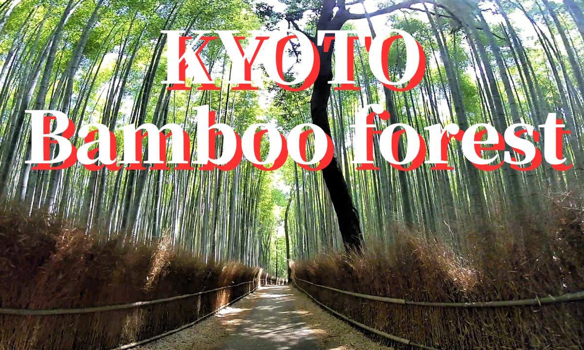 Kyoto: Arasiyama Bamboo forest ,JAPAN