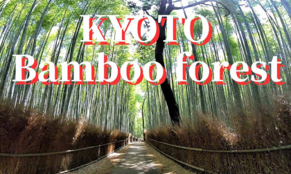 Kyoto: Arasiyama Bamboo forest ,JAPAN Kyoto: Arasiyama Bamboo forest ,JAPAN