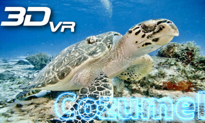 Turtles of Cozumel Turtles of Cozumel