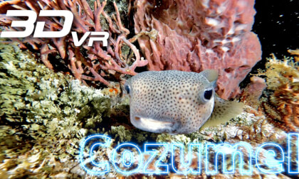 Night Dive in Cozumel Night Dive in Cozumel