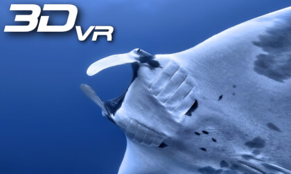 Manta Rays Of The Silver Island Manta Rays Of The Silver Island
