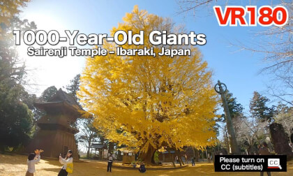 [VR180] 1,000-Year-Old Twin Ginkgo Trees in Full Autumn Color – Sairenji Temple, Japan
