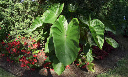 Colocasia Elephant Ear Plant Longwood Gardens 180VR 8K VR Video Colocasia Elephant Ear Plant Longwood Gardens 180VR 8K VR