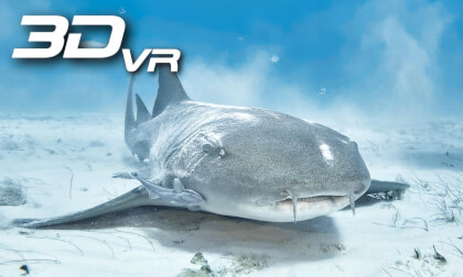 My Friend The Nurse Shark My Friend The Nurse Shark
