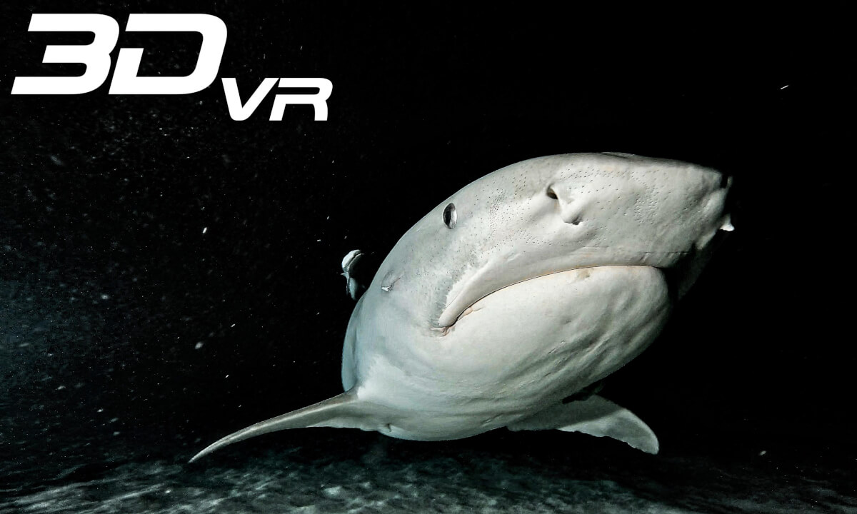 Night diving with Tiger Sharks