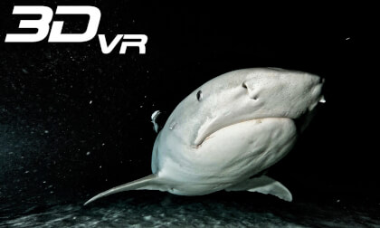 Night diving with Tiger Sharks VR Video Night diving with Tiger Sharks VR