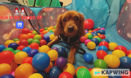 Teaching Puppy to Stay VR Video Teaching Puppy to Stay VR