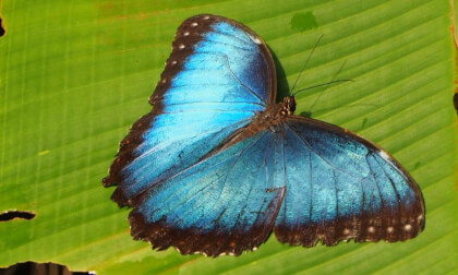 Flowers, plants and butterflies - 3D photo slideshow VR Video Flowers, plants and butterflies - 3D photo slideshow VR