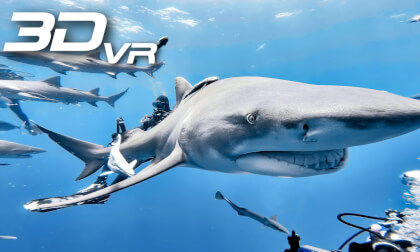 Shark diving in Jupiter Florida Shark diving in Jupiter Florida
