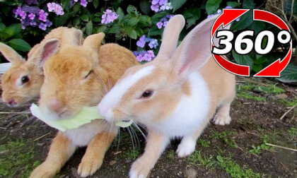 [360 Video] In front of the beautifully blooming flowers, we touch the rabbit.