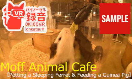 【SAMPL】🌼 [Moff Animal Cafe — Petting a Sleeping Ferret & Feeding a Guinea Pig (8K VR180)]