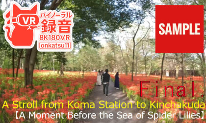 【SAMPL】🌺 [A Stroll from Koma Station to Kinchakuda — The Path to the Spider Lily Fields] Chapter Final‼