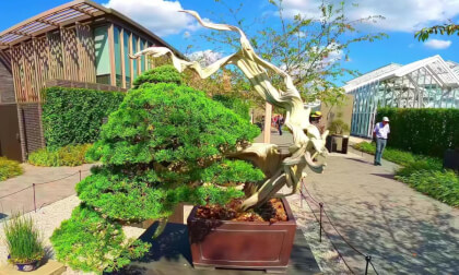 Chinese Juniper Bonzai Tree Longwood Gardens 180VR 8K Chinese Juniper Bonzai Tree Longwood Gardens 180VR 8K