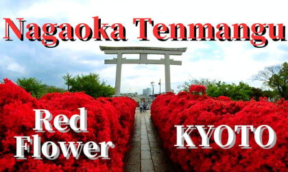 Kyoto: Kirishima azaleas blooming at Nagaoka Tenmangu Shrine ,JAPAN