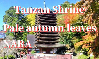Nara: Tanzan Shrine "Early Autumn Foliage", JAPAN