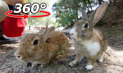 VR 360° | A rabbit's happy mealtime is transformed by the sounds of birds chirping! VR 360° | A rabbit's happy mealtime is transformed by the sounds of birds chirping!