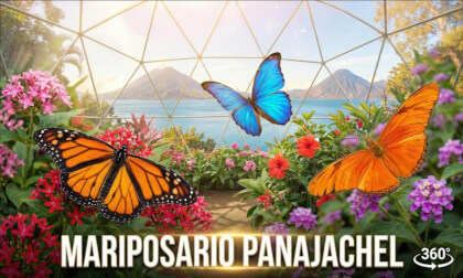 Inside the Butterfly Sanctuary of Panajachel | 8K 360° VR Tour