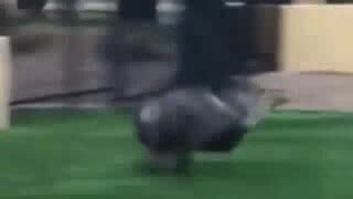 boar-run boar-run