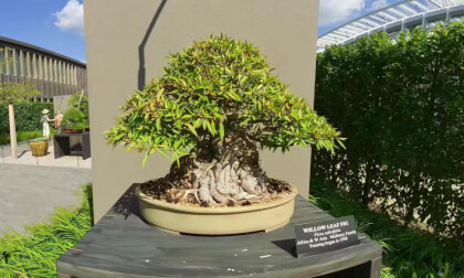 Willow Leaf Fig Bonzai Tree Longwood Gardens 180VR 8K Willow Leaf Fig Bonzai Tree Longwood Gardens 180VR 8K