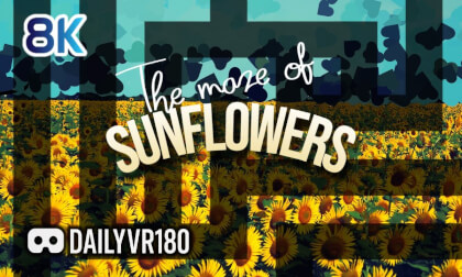 The maze of Sunflowers - Q3U VR180 The maze of Sunflowers - Q3U VR180