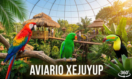 Walking Through Xejuyup Aviary | Exotic Birds in 8K 360° VR Nature Tour