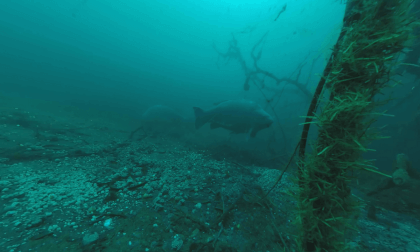 Vr Underwater Carp Fishing at Cromwell Lake - 360 footage of the latest underwater system in September 2025. Vr Underwater Carp Fishing at Cromwell Lake - 360 footage of the latest underwater system in September 2025.