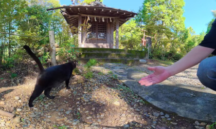 猫神社こと玉野御嶽神社 猫神社こと玉野御嶽神社
