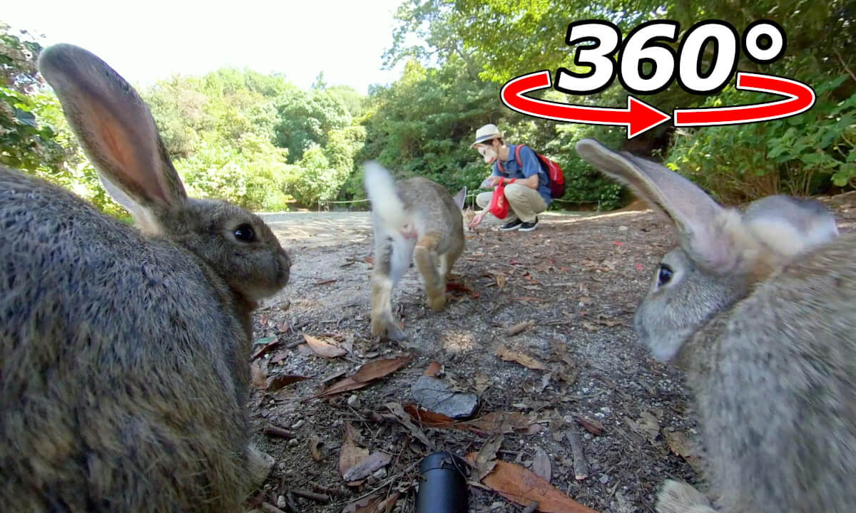 VR 360° | They come together and leave together. Good friend rabbits!