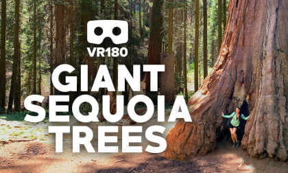 Giant Trees at Sequoia & Kings Canyon National Parks Virtual Tour VR Video Giant Trees at Sequoia & Kings Canyon National Parks Virtual Tour VR