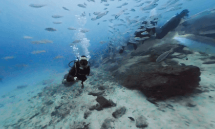Scuba diving  - gliding through school of fish Scuba diving  - gliding through school of fish