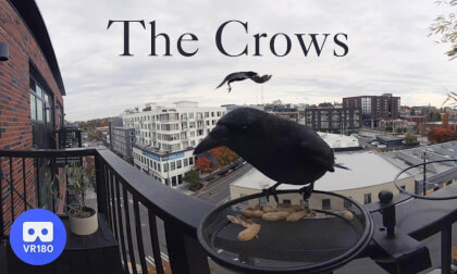 The Crows of Capitol Hill in VR180 The Crows of Capitol Hill in VR180