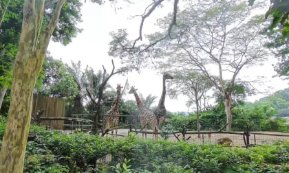 Singapore ZOO Singapore ZOO